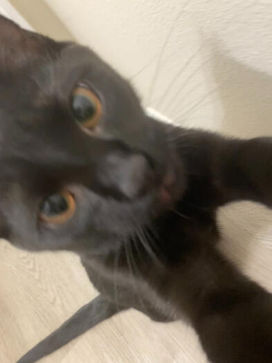 Goober Goober was previously my cat! I once found him in a school car loop. He's now in the care of my friend-which ty friend!